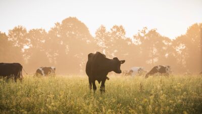 vaches au pré
