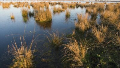 Marais-_Briere_Le-Brulis_P_Bonnet-3-PNR