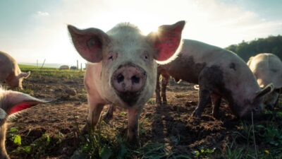 porc