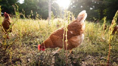 Volailles, poules