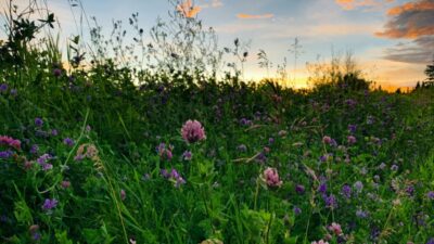 prairie
