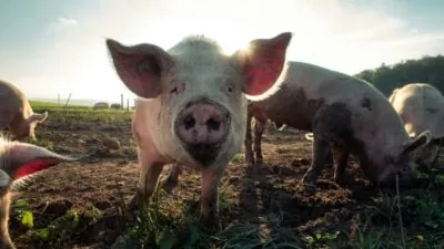 porc