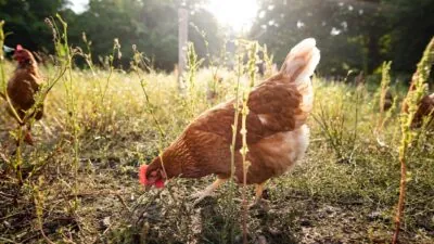 Volailles, poules