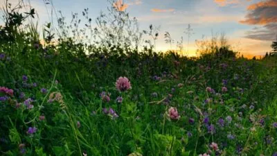 prairie